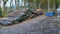 Lagerplatz im Gespensterwald Lagerplatz im Gespensterwald