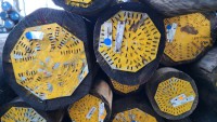 Gelbe Buhnenpfähle Gelbe Buhnenpfähle