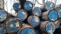 Blaue Buhnenpfähle Blaue Buhnenpfähle
