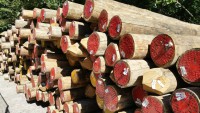 Ostseebad Nienhagen: Buhnenpfähle liegen zur Reparatur bereit