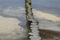 Ostseebad Nienhagen: Blütenstaub auf der Ostsee